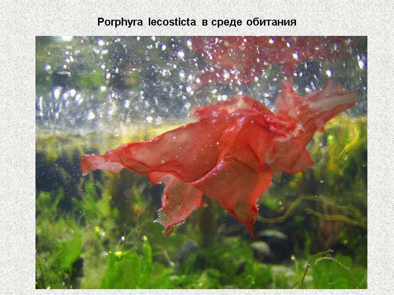 Porphyra lecosticta в среде обитания